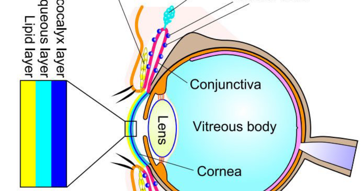 Visivra: Il Ruolo Critico delle Cellule Caliciformi nella Protezione dell'Occhio Secco