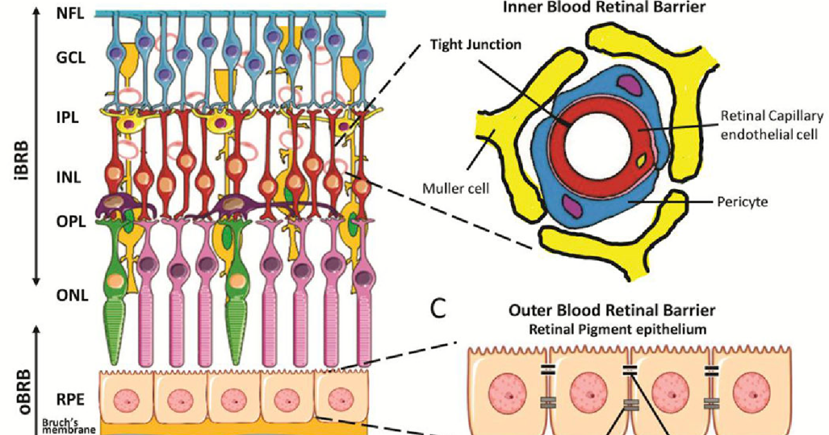 Visivra: La Barriera Emato-Retinica e i Legami Nascosti con le Malattie Sistemiche