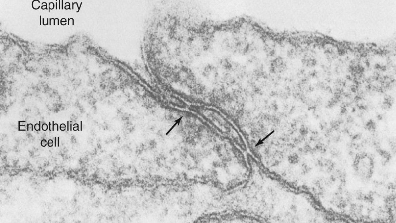 microscopic view of blood-retinal barrier tight junctions