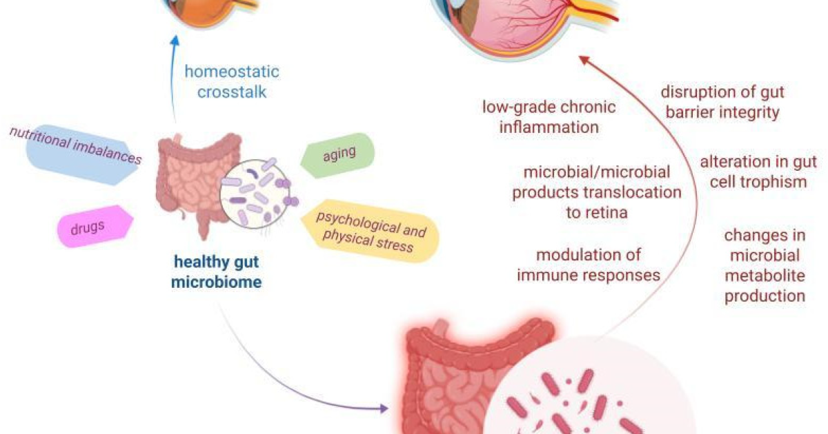 Visivra: L'Asse Intestino-Retina – Come il Microbioma Influenza l'Infiammazione Oculare e la Salute della Vista