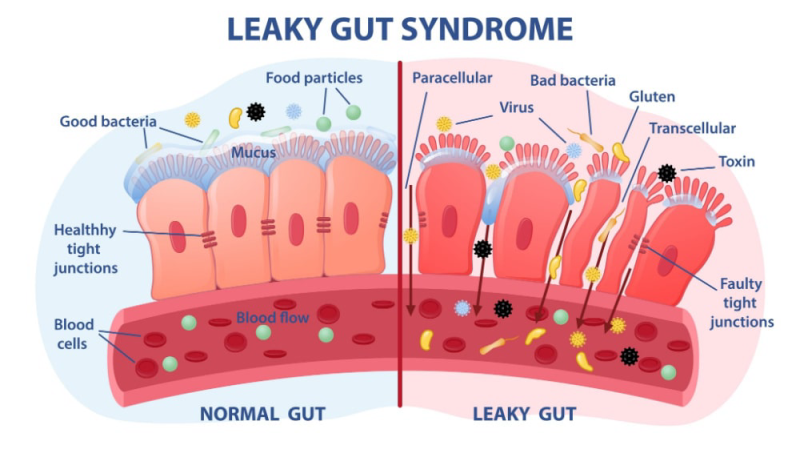 intestino umano sezione trasversale con proiezione a occhio
