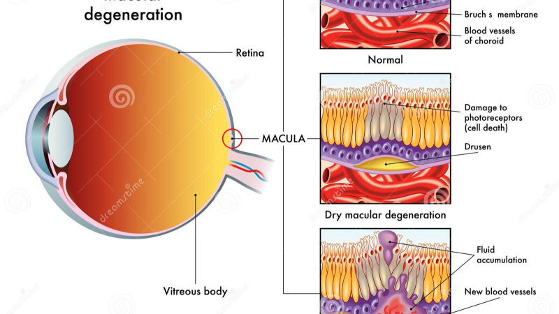 retina macular pigment lutein zeaxanthin illustration
