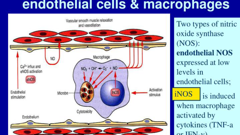 endothelial cells lining blood vessel illustration