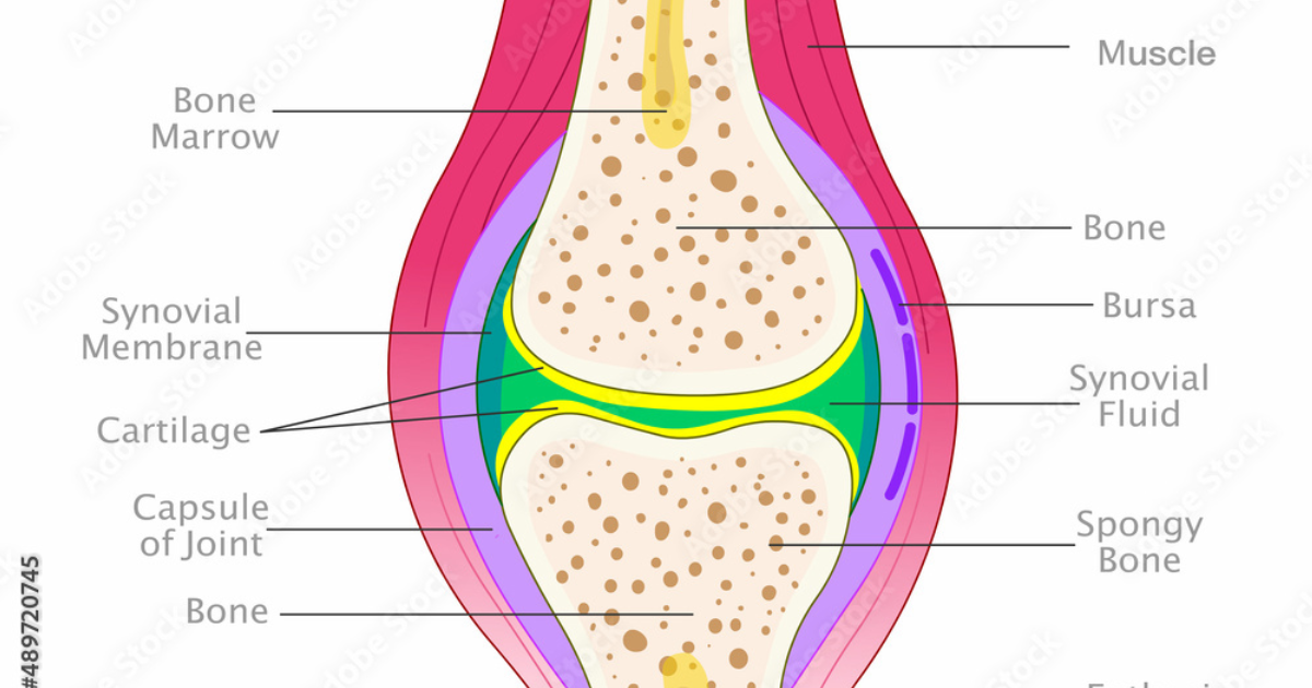 Arthro MD+: How Increasing Synovial Fluid Viscosity Boosts Joint Mobility – What the Research Says