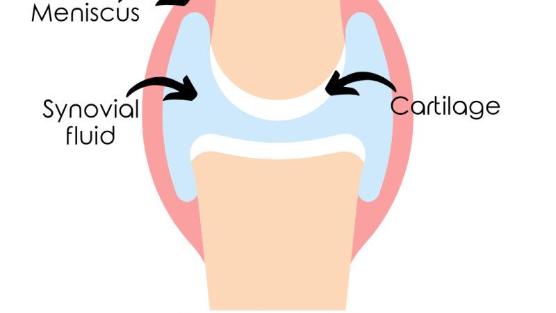 knee joint lubricated with hyaluronic acid illustration