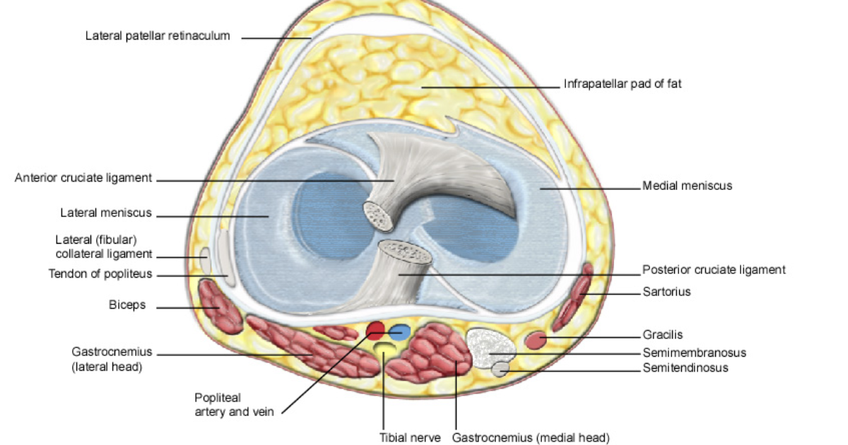 Arthro MD+: Nourishing Articular Cartilage—Can Targeted Nutrition Reverse the Clock on Joint Degeneration?