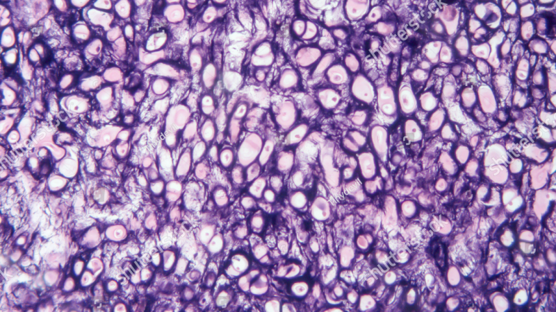 articular cartilage cross-section microscopic view
