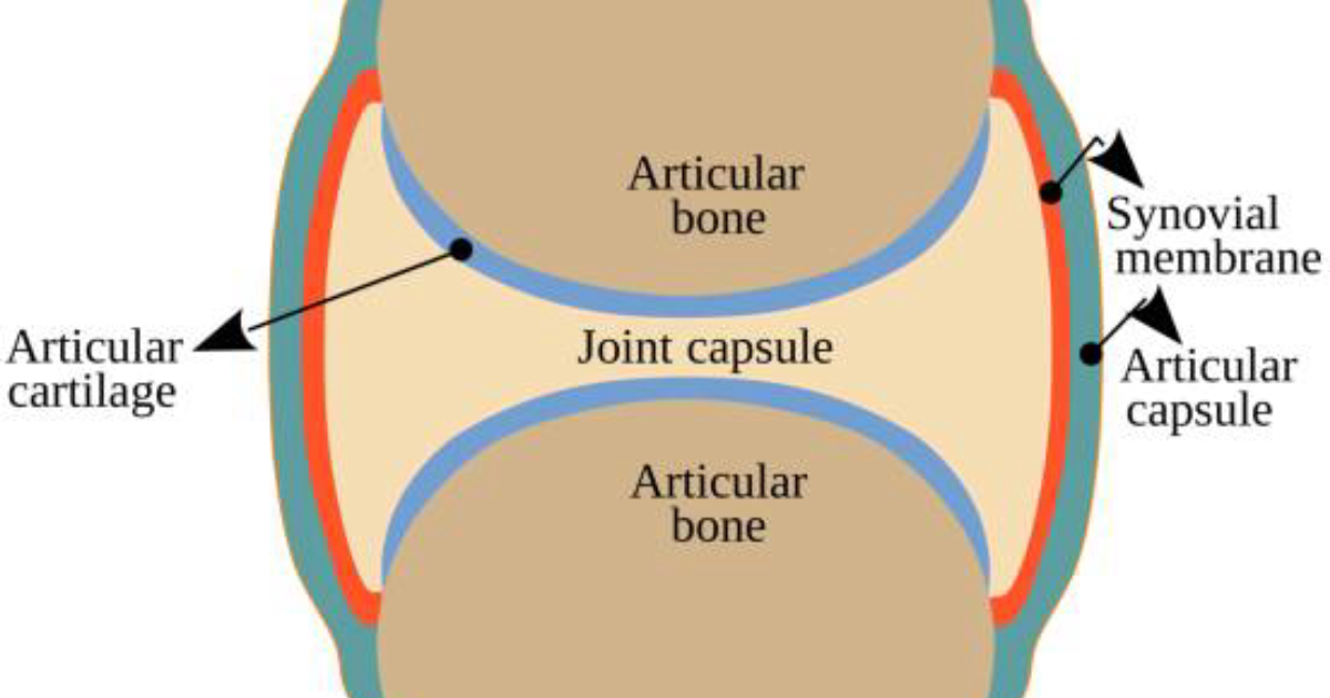 Arthro MD+: The Biochemistry of Articular Cartilage – Why Your Joints Stiffen with Age