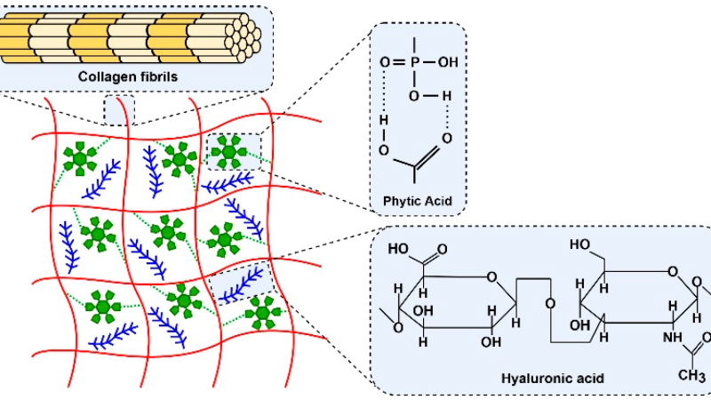 molecular structure of hyaluronic acid and collagen type II