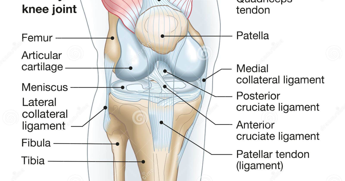 Arthro MD+: The Role of Chondroitin and Glucosamine in Preventing Cartilage Degeneration