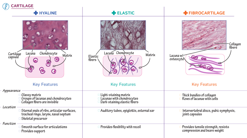 healthy cartilage vs. osteoarthritic knee illustration