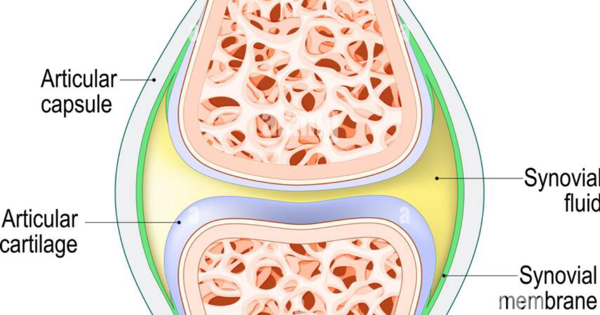 Arthro MD+: The Science of Synovial Fluid Viscosity – Why Lubrication Matters for Joint Pain Relief