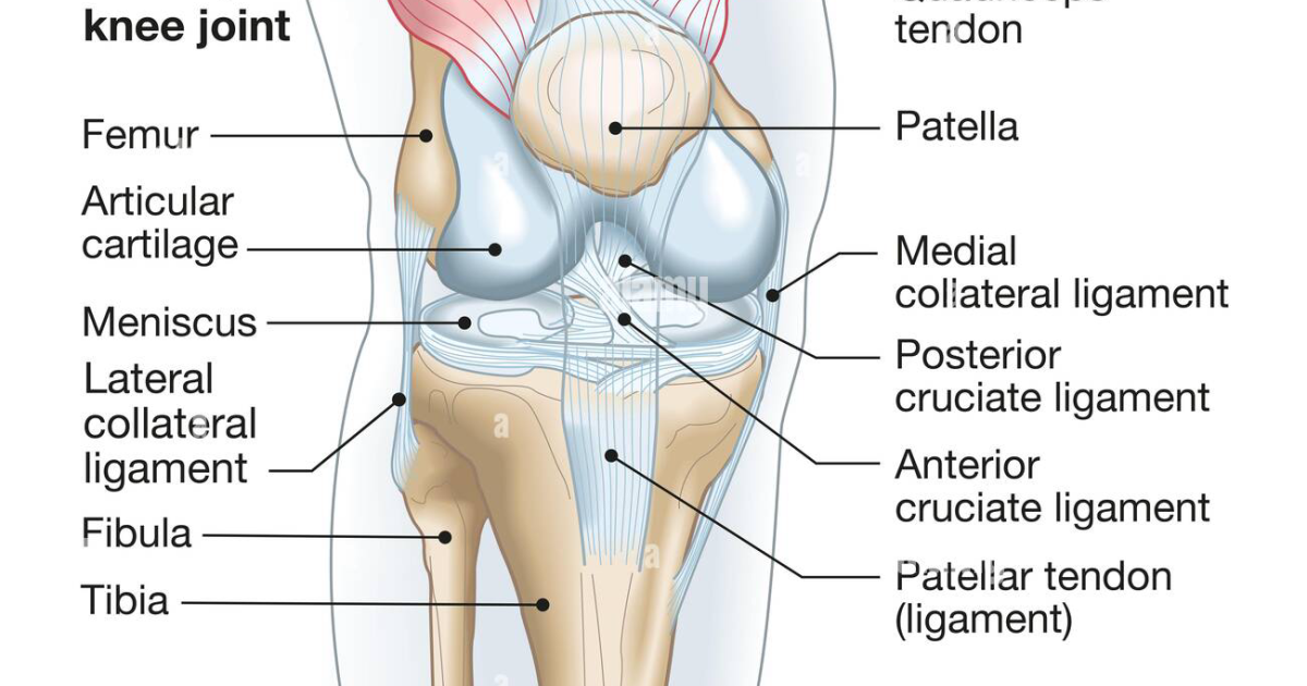 Arthryon: 7 Science-Backed Strategies for Enhancing Type II Collagen Synthesis Naturally