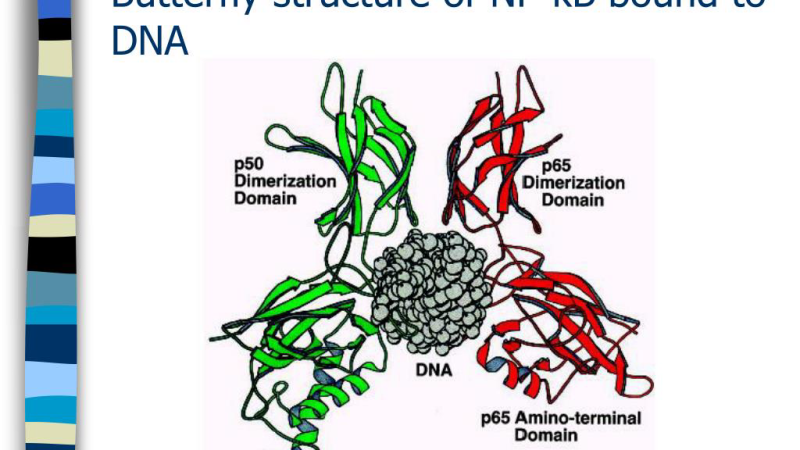 molecular diagram of OPCs binding to NF-kB site