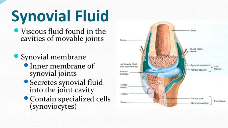 joint cross-section showing synovial fluid and cartilage layers