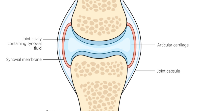 diagram of synovial joint showing inflamed synovium and cytokine release