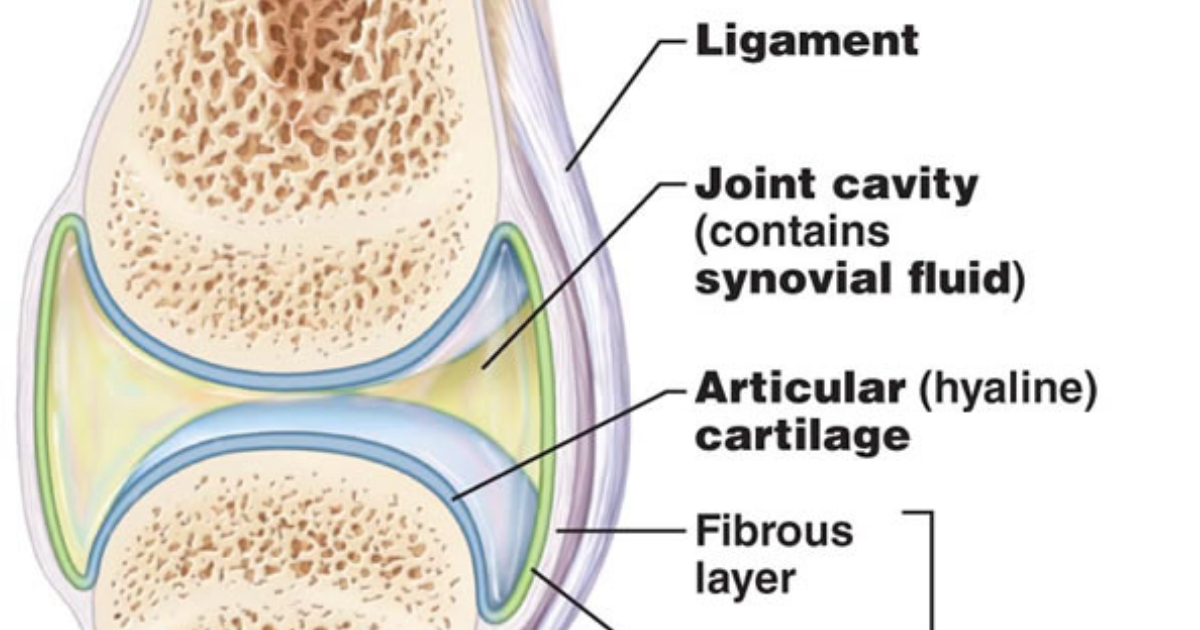 Arthryon: How Synovial Fluid Lubrication Restores Knee and Hip Joint Mobility
