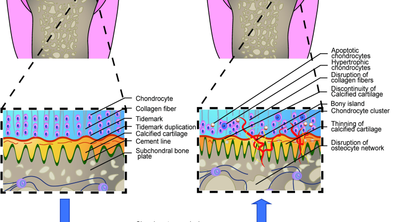 Synovial fluid viscosity comparison healthy vs osteoarthritis
