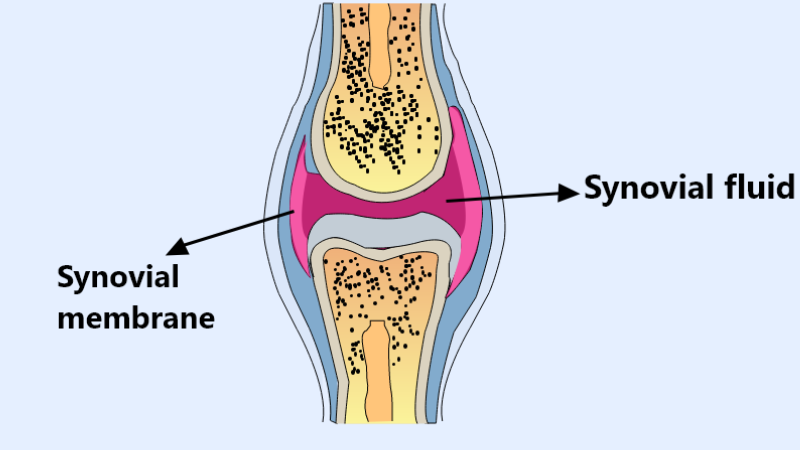 curcumin molecular structure and joint cartilage diagram