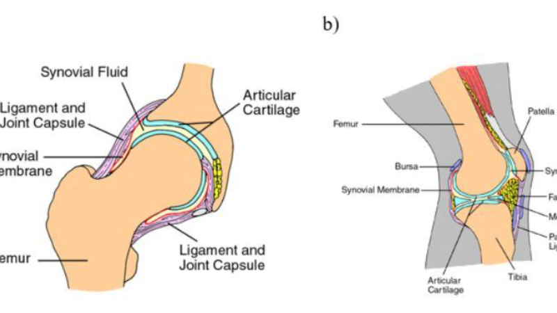 knee joint synovial fluid lubrication diagram