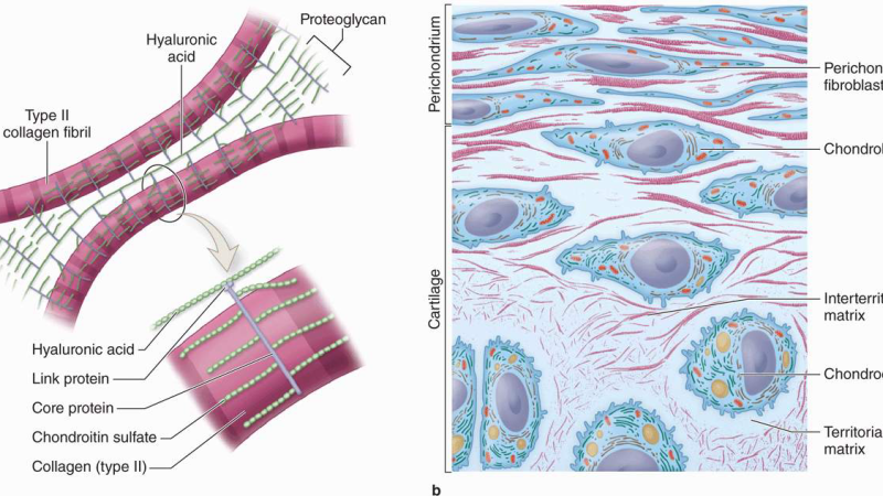 articular cartilage microstructure illustration