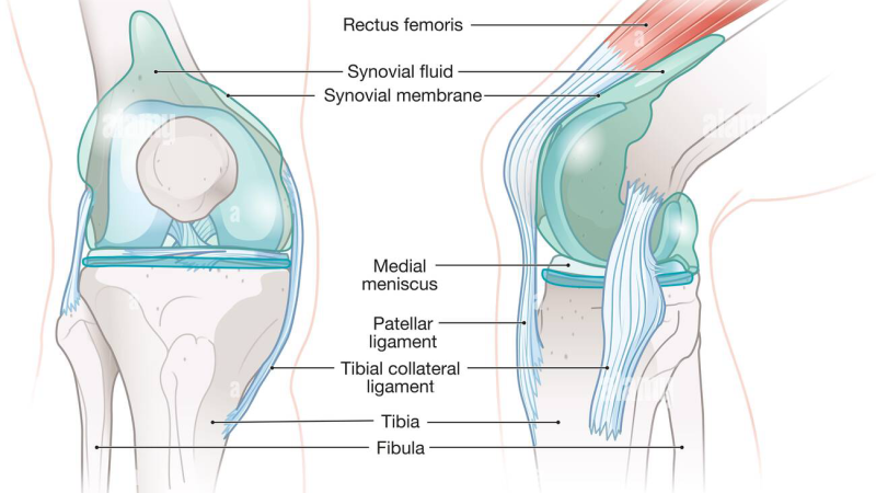 knee joint synovial fluid lubrication diagram
