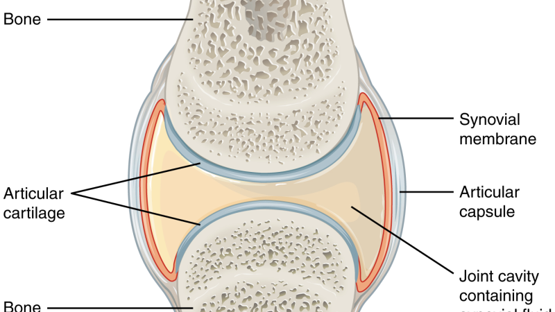 knee joint anatomy synovial fluid illustration