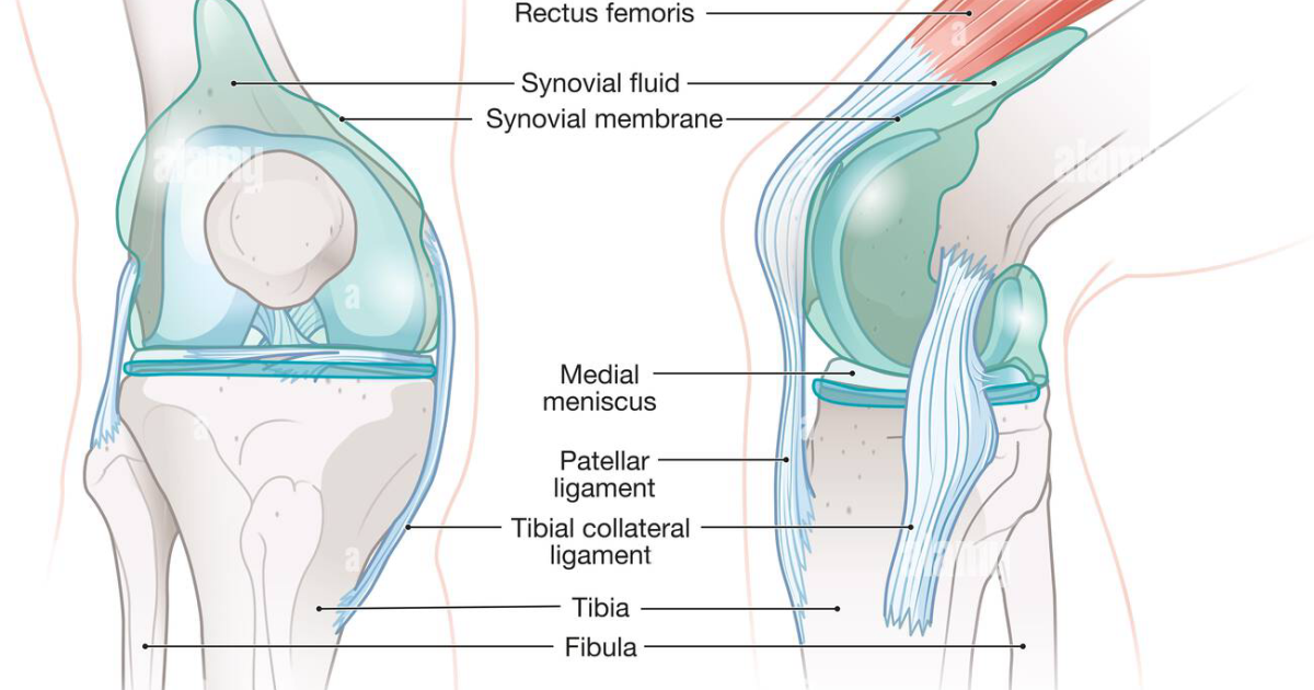 Artivorin: How Hyaluronic Acid Restores Joint Lubrication and Relieves Arthritis Pain