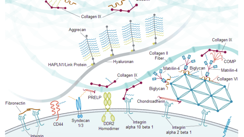 cartilage matrix collagen proteoglycan structure illustration