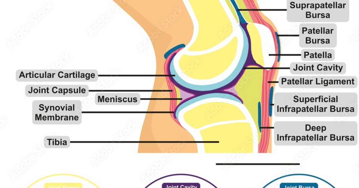 Nerve Calm: The Hidden Culprit Behind Cartilage Breakdown – Mechanical Stress vs. Biochemical Degradation