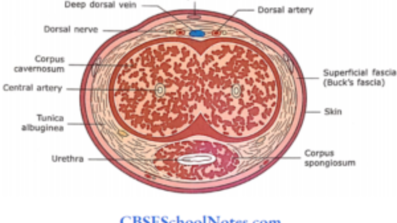 cross-section of penile artery showing endothelial cells and nitric oxide molecules