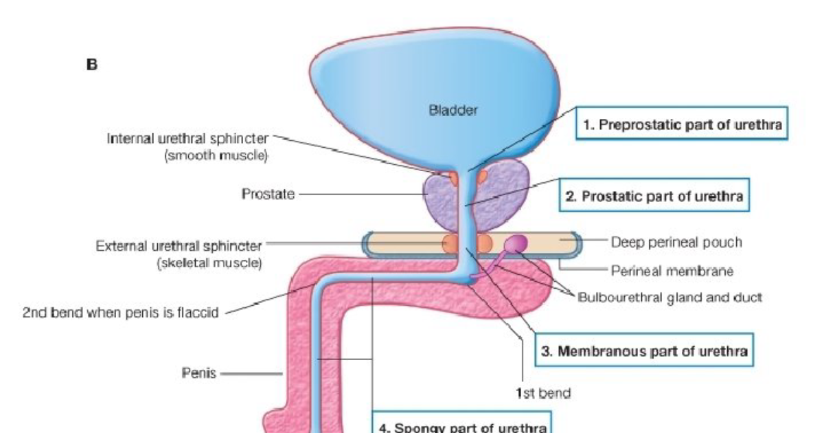 ErecPower: The DHT Switch – Embracing Natural Regulation for Prostate Vitality