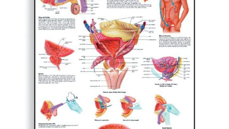 prostate gland anatomy illustration showing location relative to bladder and urethra