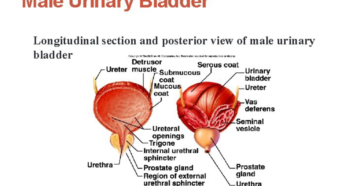 Pawbiotix: Restoring Bladder Control and Urinary Flow in the Aging Male