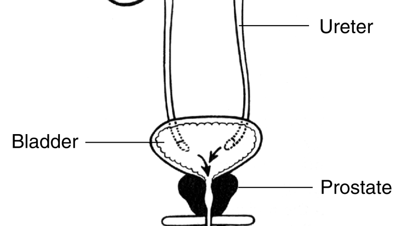 prostate and urinary system diagram