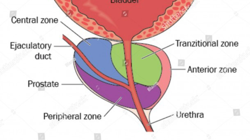 cross-section of lower urinary tract showing prostate and urethra