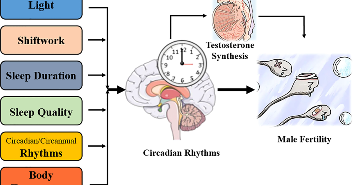 Primal Grow Pro: Circadian Rhythm and Male Endocrinology: Why Nighttime Testosterone Peaks and Morning Erections Predict Health
