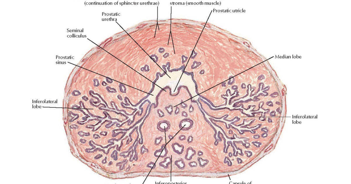 Primal Grow Pro: Decoding Prostate Cellular Inflammation and the Role of NF-κB, COX-2, and Natural Inhibitors in BPH Relief