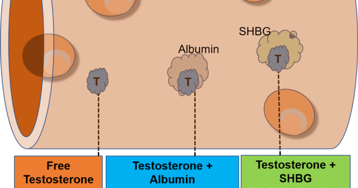 Primal Grow Pro: Free Testosterone Bioavailability – Why Total T Levels Don't Tell the Whole Story