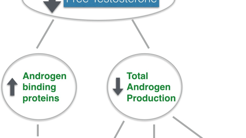 diagram of testosterone conversion to DHT within prostate cell