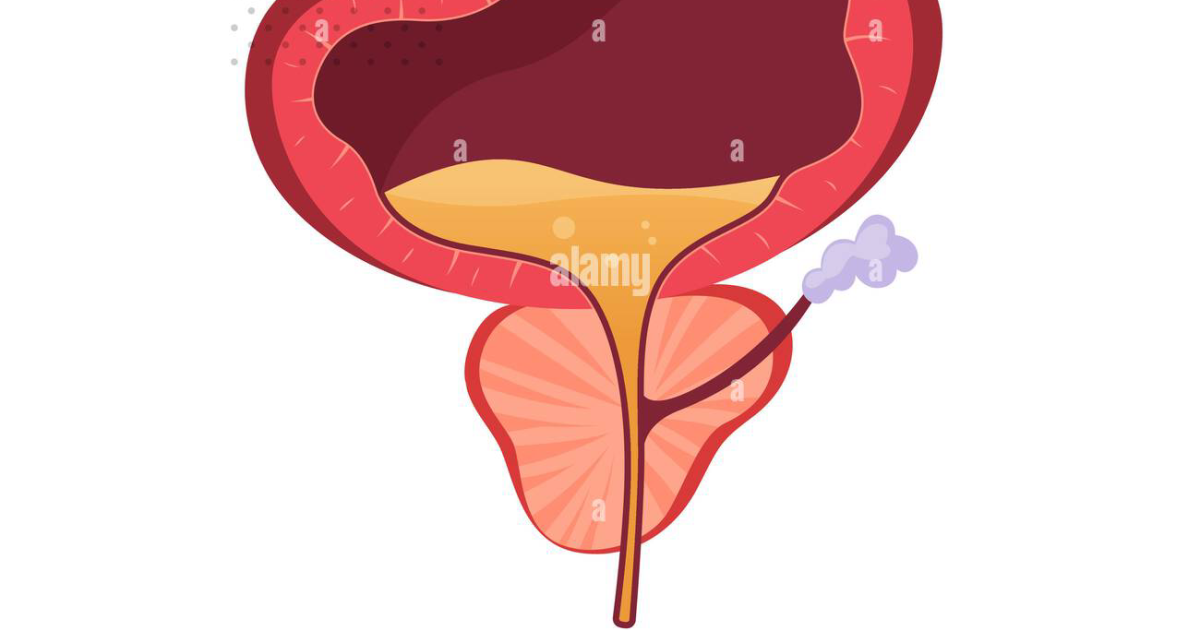 Primal Grow Pro: How Gut Bacteria Influence DHT and Prostate Inflammation