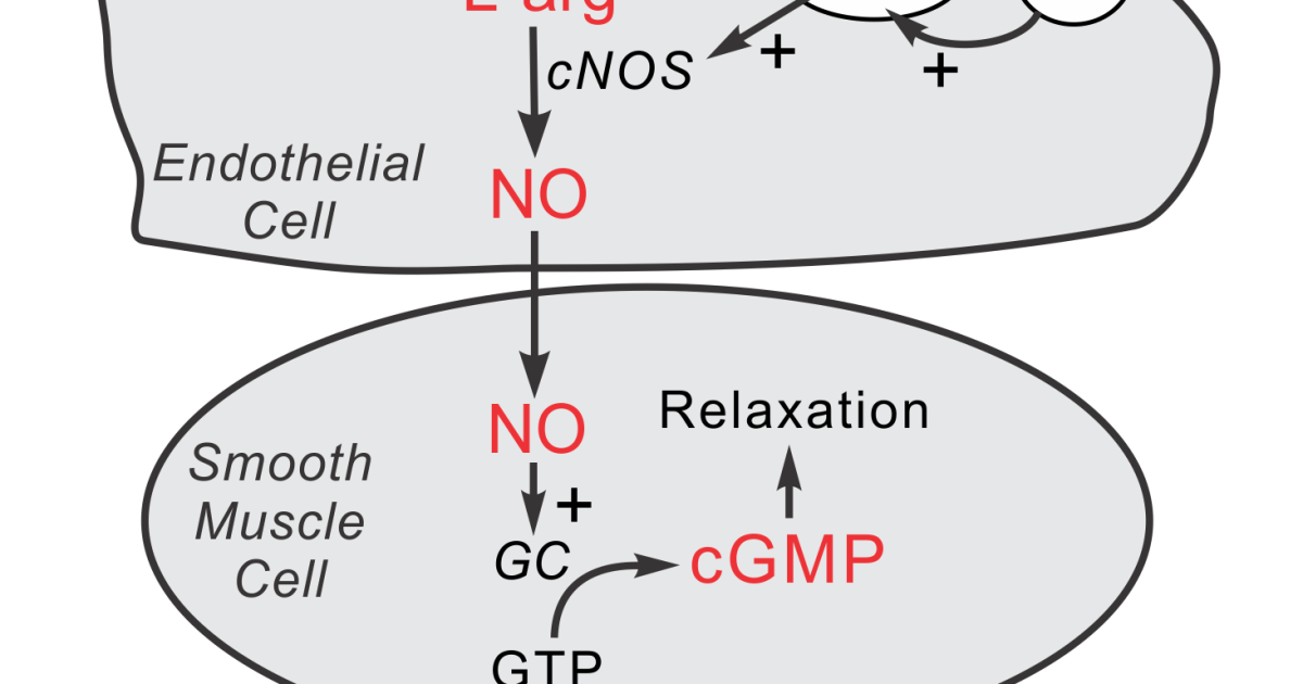 Primal Grow Pro: How L-Arginine and L-Citrulline Restore Vasodilation and Vitality
