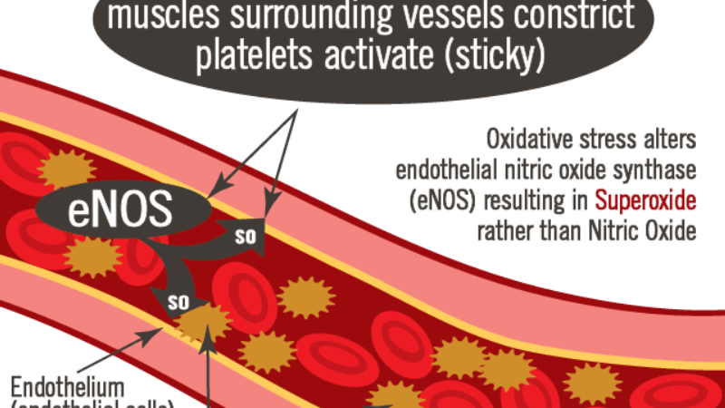 endothelial nitric oxide production illustration