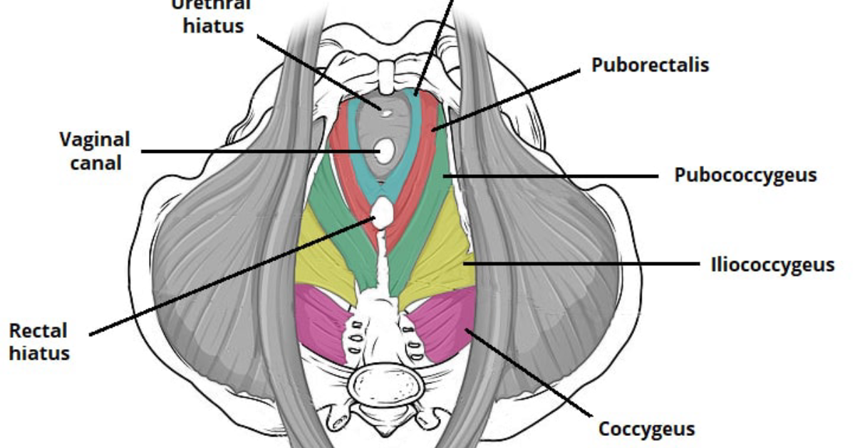 Primal Grow Pro: New Research on Pelvic Floor Neurostimulation for Bladder Control
