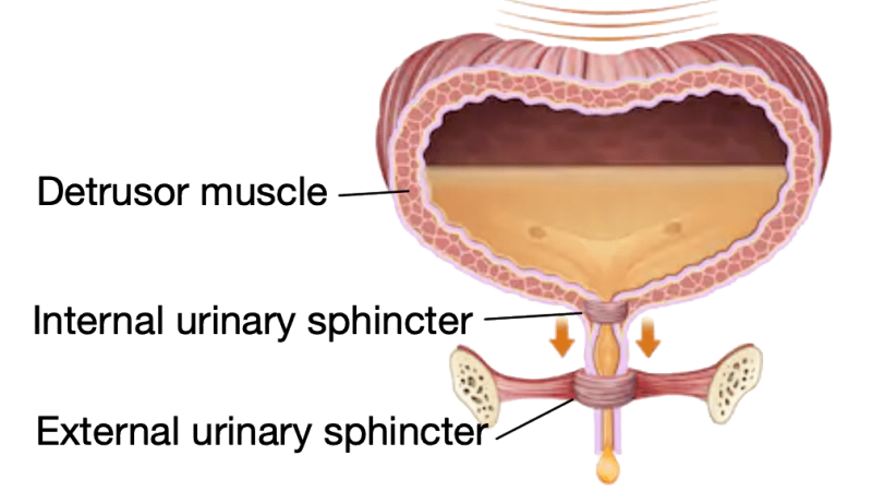 detrusor muscle bladder anatomy illustration
