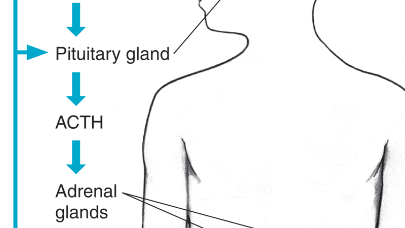 adrenal gland cortisol production diagram