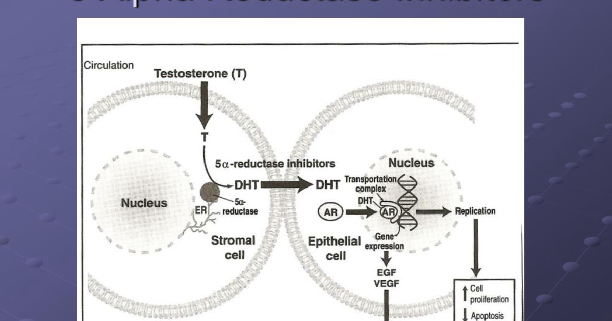 Primal Grow Pro: Regulating DHT Conversion Without Sacrificing Androgen Function – The Clinical Blueprint for Prostate and Urinary Vitality