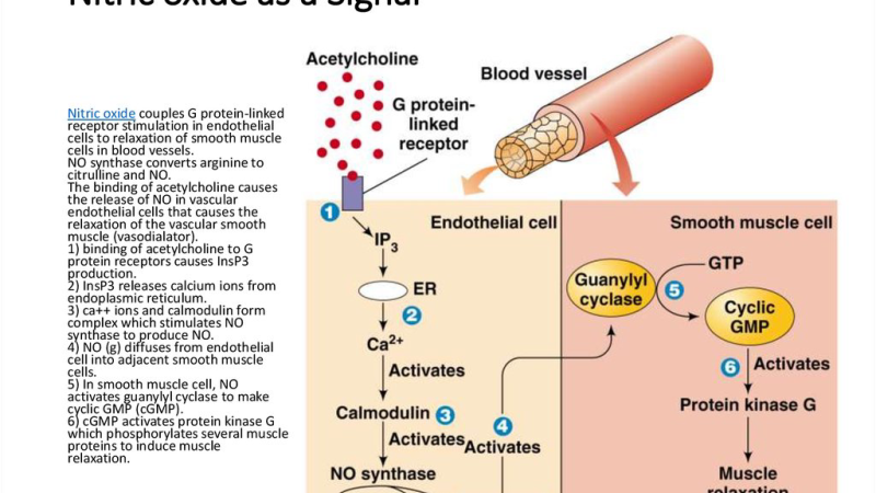 molecular diagram of beta-sitosterol binding to NF-kB