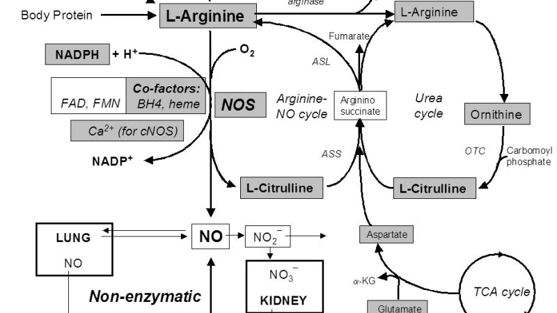 nitric oxide pathway diagram showing L-citrulline conversion
