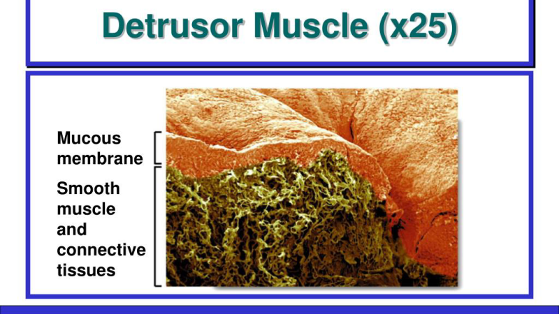 detrusor muscle and nerve innervation